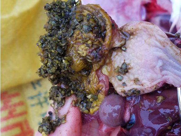 鸡肌胃,腺胃炎的病因及防制!_霉菌_毒素_严重