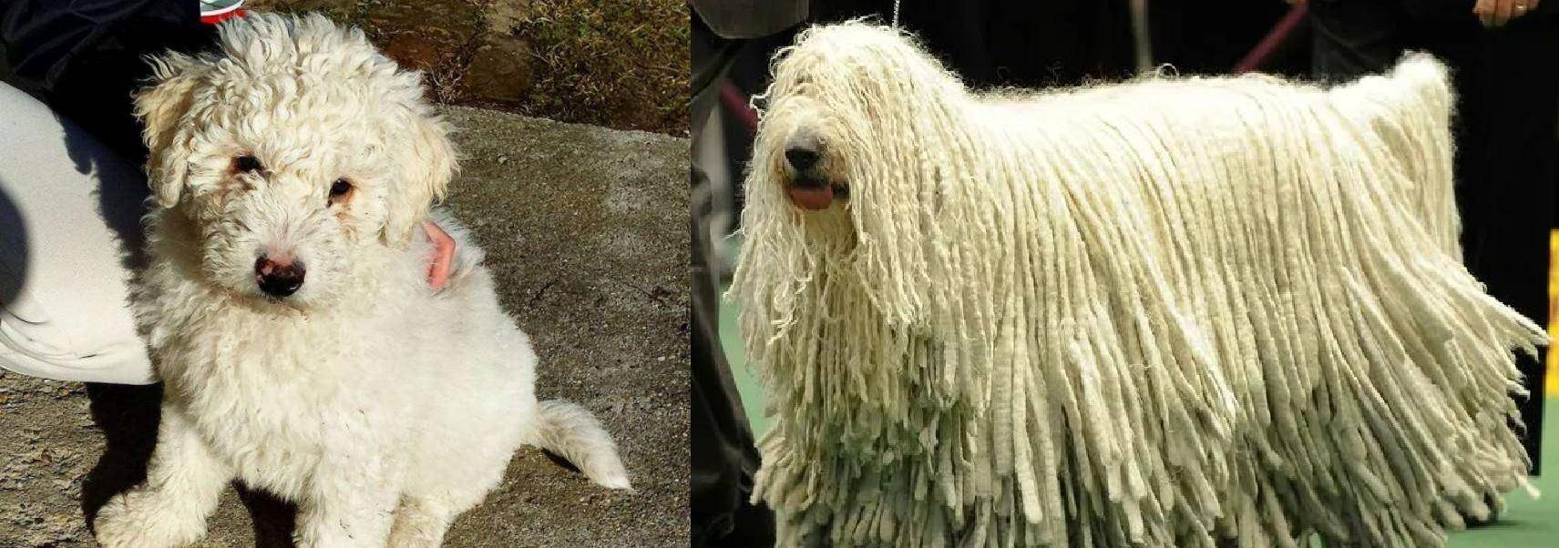 可蒙犬(komondor),又称克蒙多犬,来自匈牙利的普西塔地区,浑身白色