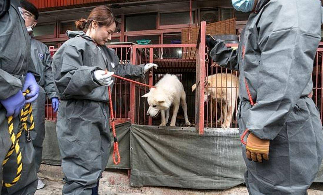 越南每年吃掉100万只猫,中国人为何很少吃猫肉?