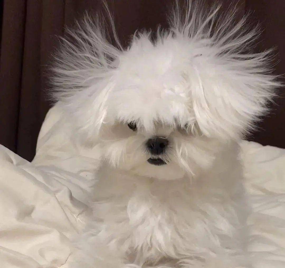 "一碰狗就被电,狗狗是皮卡丘转世吗?"_静电_肥肠_发型