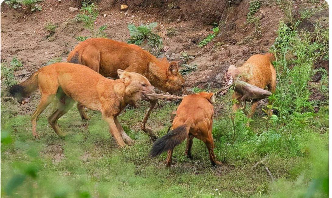 祁连山再现豺群!巡护人员拍下现场视频,豺为何会沦落成这样?