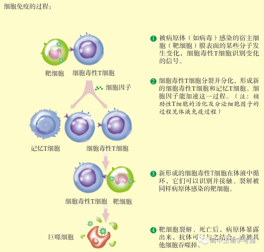 图解:体液免疫和细胞免疫的过程_Biology_细胞学_教材