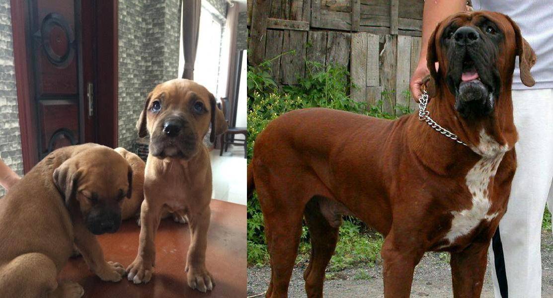 世界排名前25的大型犬种,个个高大威猛_兰西尔_体重_圣伯纳