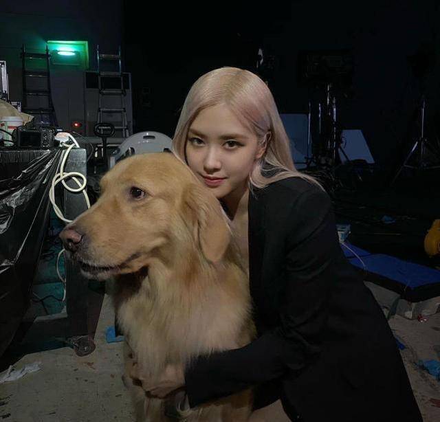 粉墨朴彩英晒照,抱"老友"金毛一脸宠溺,深v西装秀超美锁骨_娱乐_组合