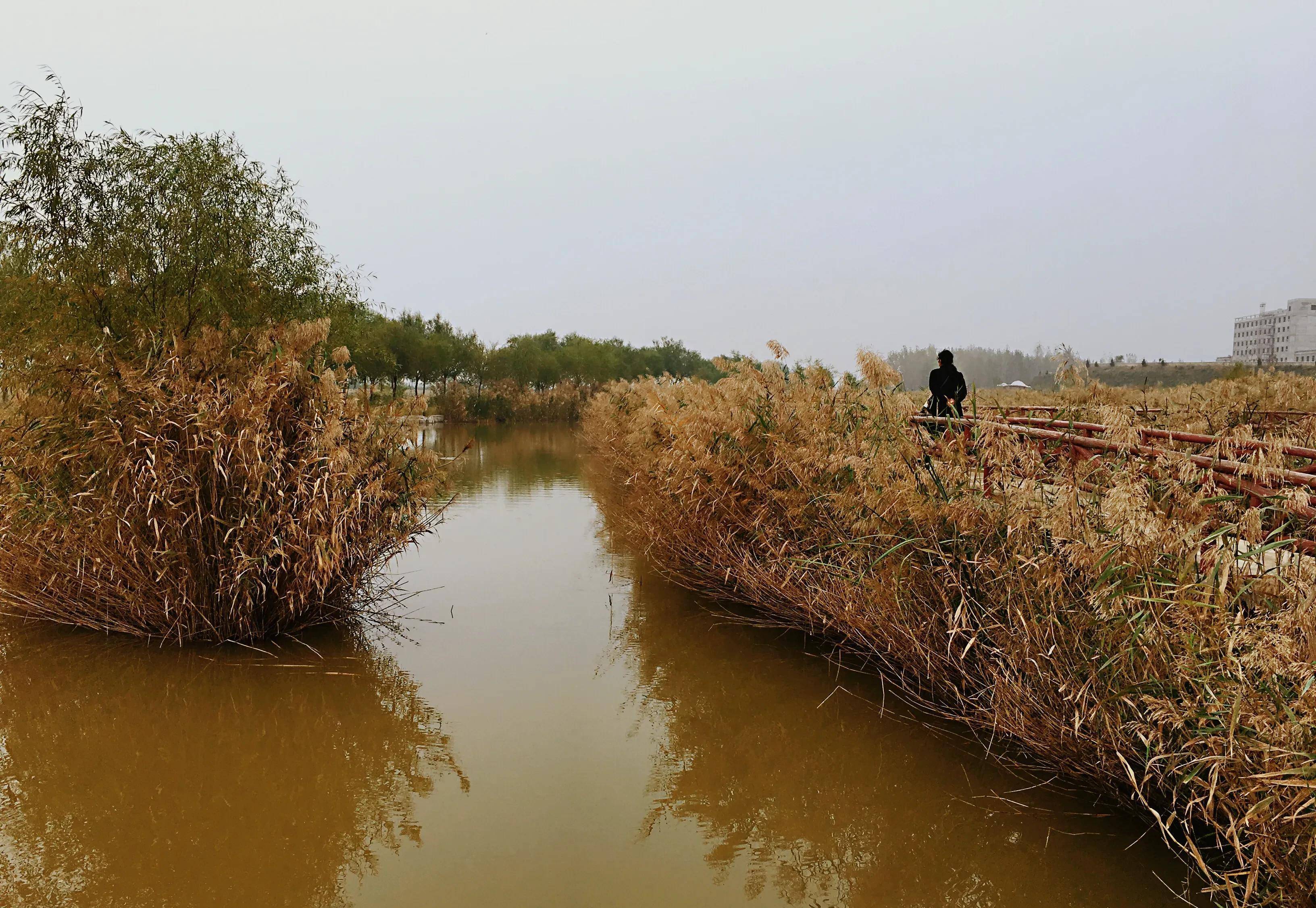穷游潼关三河口,遍看芦苇三省黄_渭河_黄河_汾河