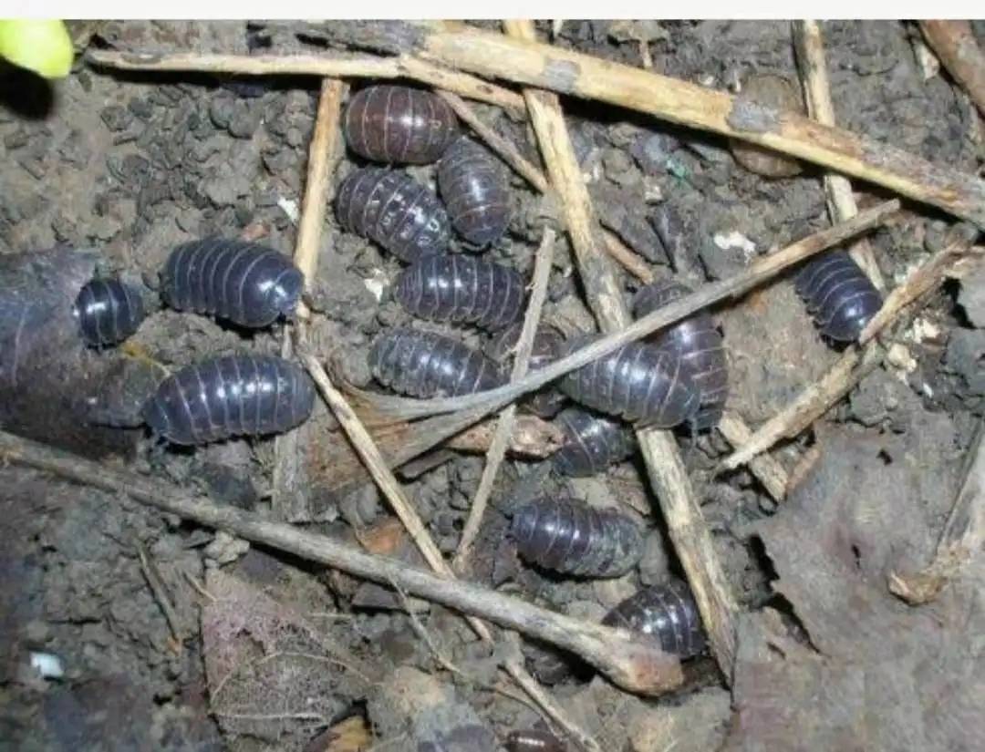 鼠妇拥有很强的破坏力,农村俗称潮虫,为啥还有人专门饲养它呢?