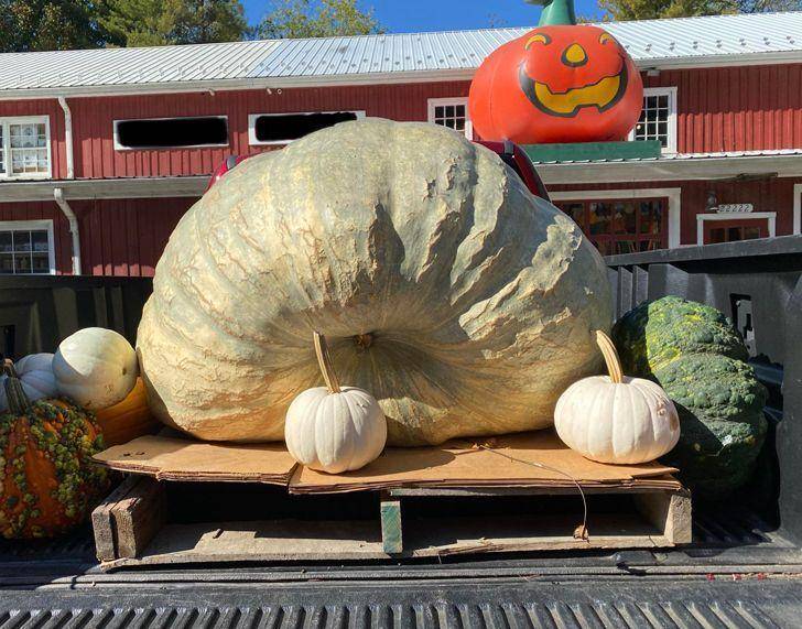 超级大南瓜,粉色菠萝,蓝色蜜蜂,那些不常见的事物_朋友_感觉_昆虫