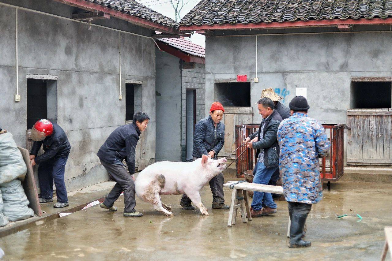 女杀猪匠穿雨鞋杀猪图片