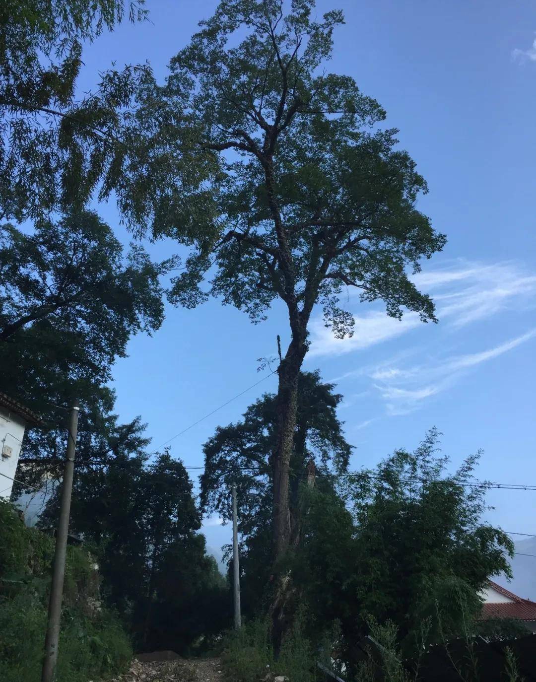 较为著名的有十二古树:有枫香树,红豆杉,苦槠树,糙叶树,芭蕉树,香榧树