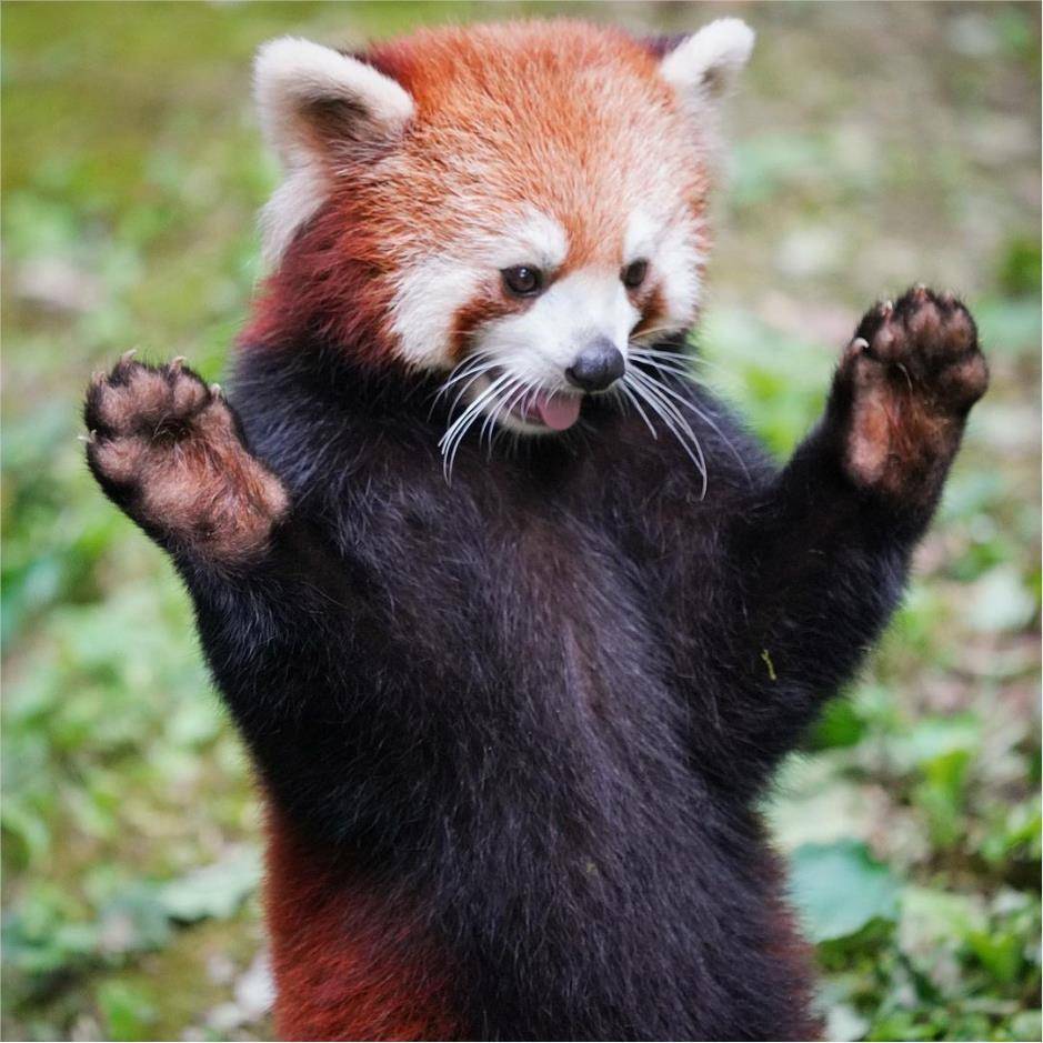 小熊猫的举手投降绝招,也是为了让自己显得更高大更不好惹,所以,当