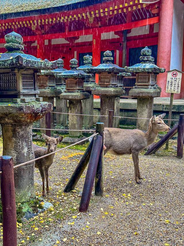 日本奈良东大寺,全世界现存最大的木构建筑,1200年的唐风遗韵