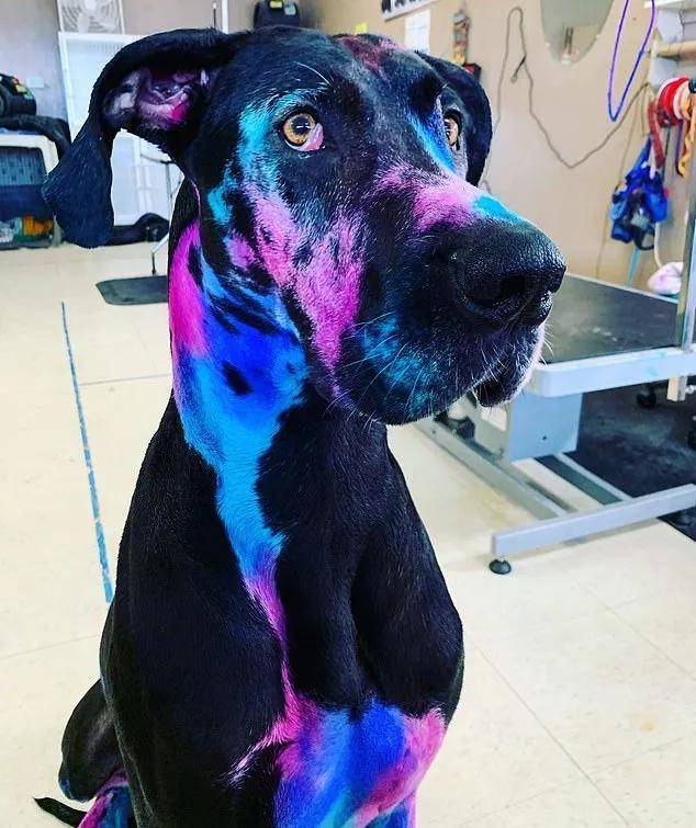 狗狗染色造型图片大全图片