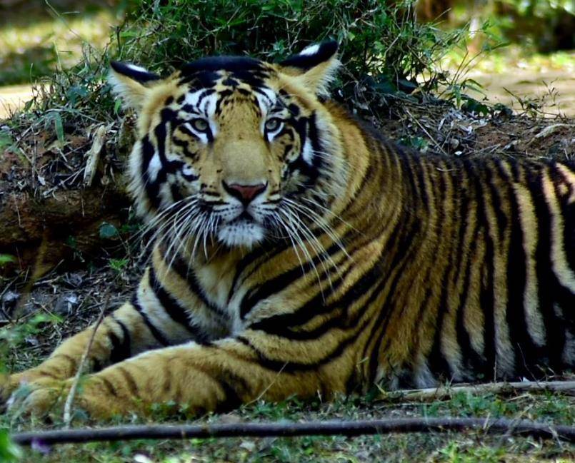 印度摄影师拍到罕见的野生"黑虎"!独特毛色的成因又与人类有关?