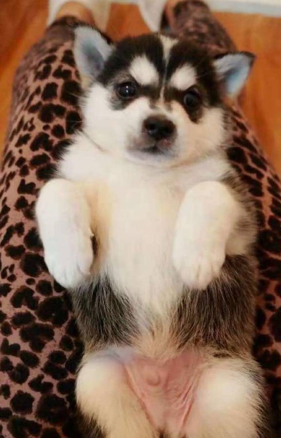 听过茶杯犬,还没听过袖珍哈士奇,被缺德狗贩给骗了_医生_狗狗_因为