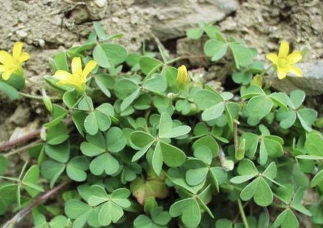 养2个月变好看,成盆栽,价值也提升了_养护_醡浆草_植物