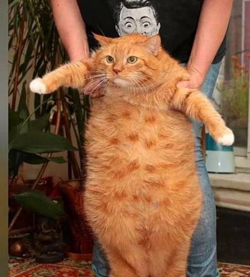 猫越来越胖图片