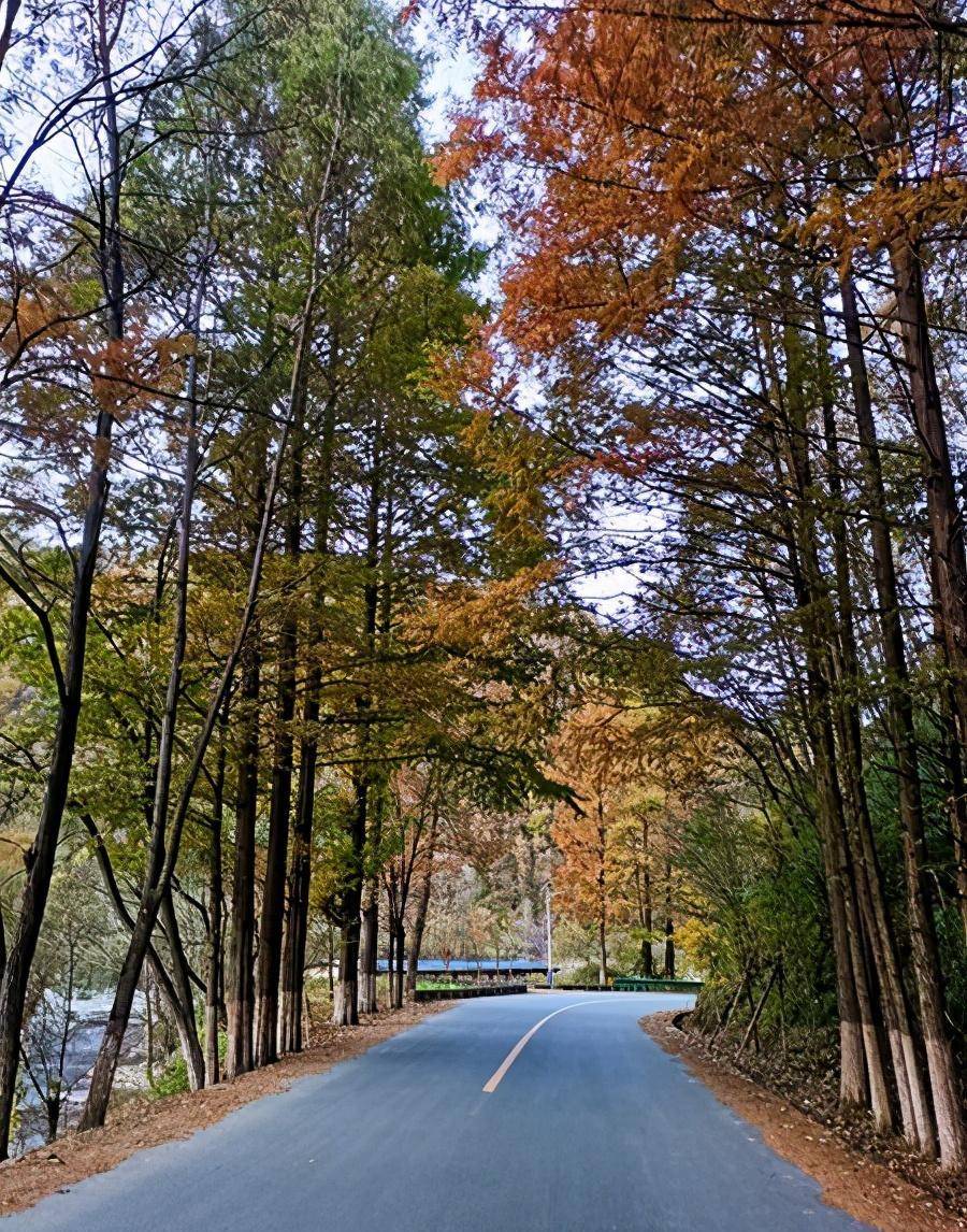 金秋秦嶺行-之六:最美鄉村公路《高江路》_太白縣_銀杏_鳳縣