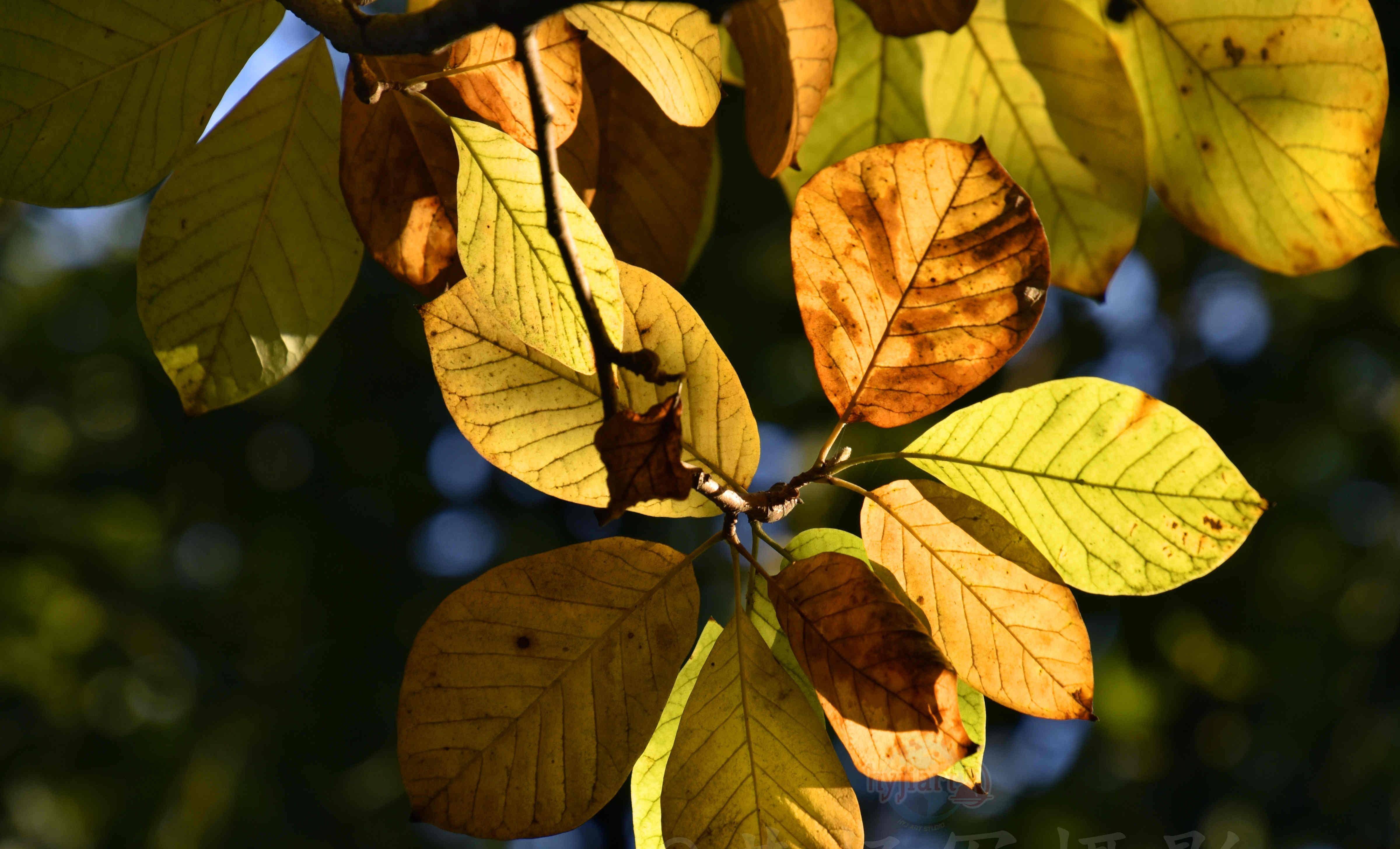 玉兰树叶斑斓多彩的迷人之美,迎着阳光的叶子通透美丽,叶美如花_生活
