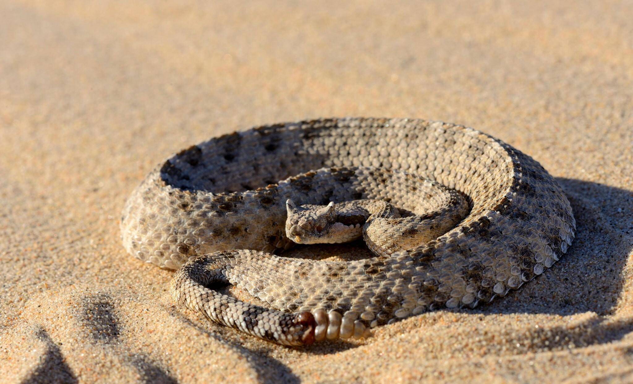 生命的速度,角响尾蛇的速度之谜,皮肤表面的物理学_摩擦_移动_运动