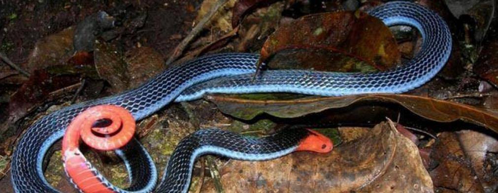 爪哇丽纹蛇:拥有点穴技能的第一美蛇,连眼镜王都被直接拿下
