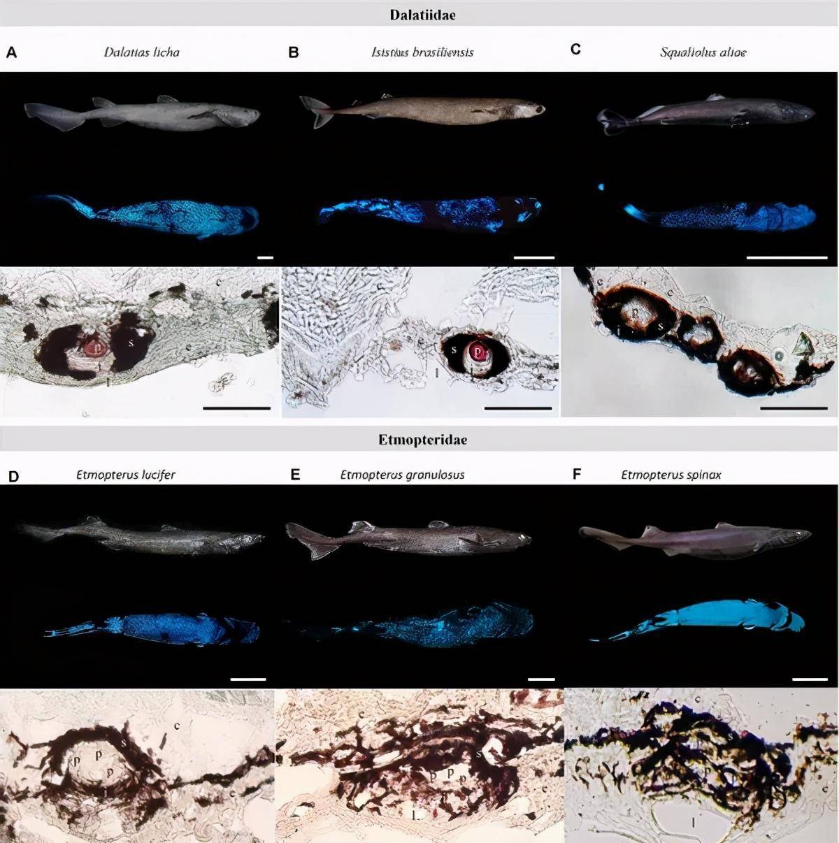 科学家发现海洋巨鲨，身体自带暗光，疑似潜伏海底多年_搜狐网