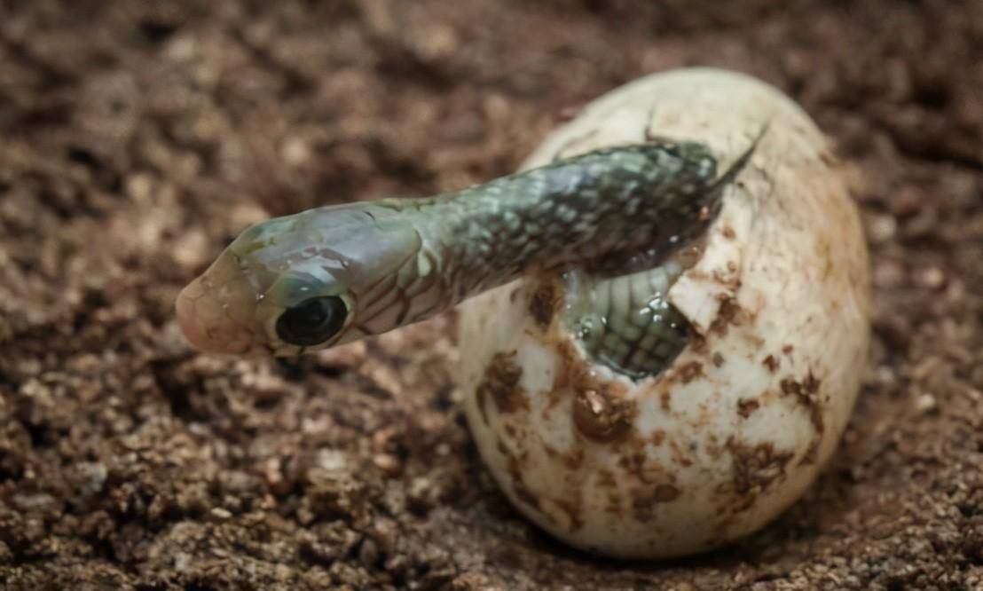 疯狂进化的生物,既能下蛋又能生仔,刷新了人类的认知_爬行动物_哺乳