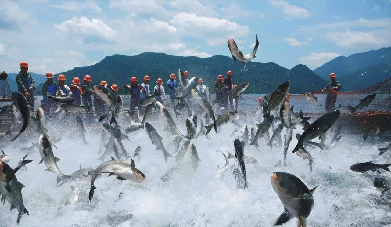 从信阳南湾鱼到信阳固始鸡,挖掘河南好食材,赋予河南菜新的期待_解家