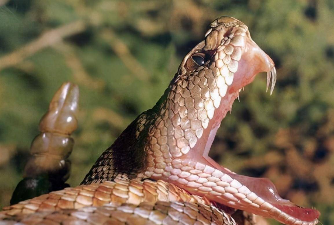 眼镜蛇的牙齿图片图片