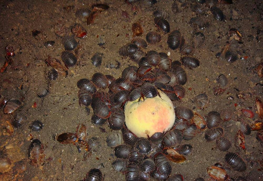 身披铠甲的土肥圆,土鳖不是形容词,而是餐桌上100一斤的美食_王老大