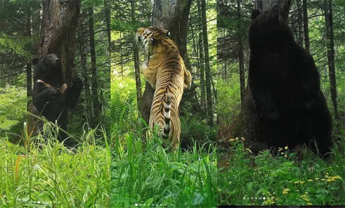 熊虎之争 传奇虎王黛尔曾捕食8头棕熊