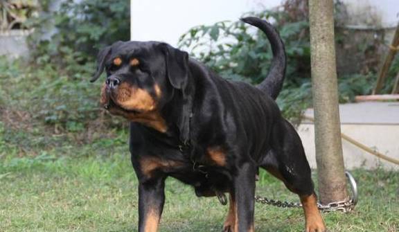 大狗咬伤日籍女子,禁养犬却能办狗证,谁在为"狗
