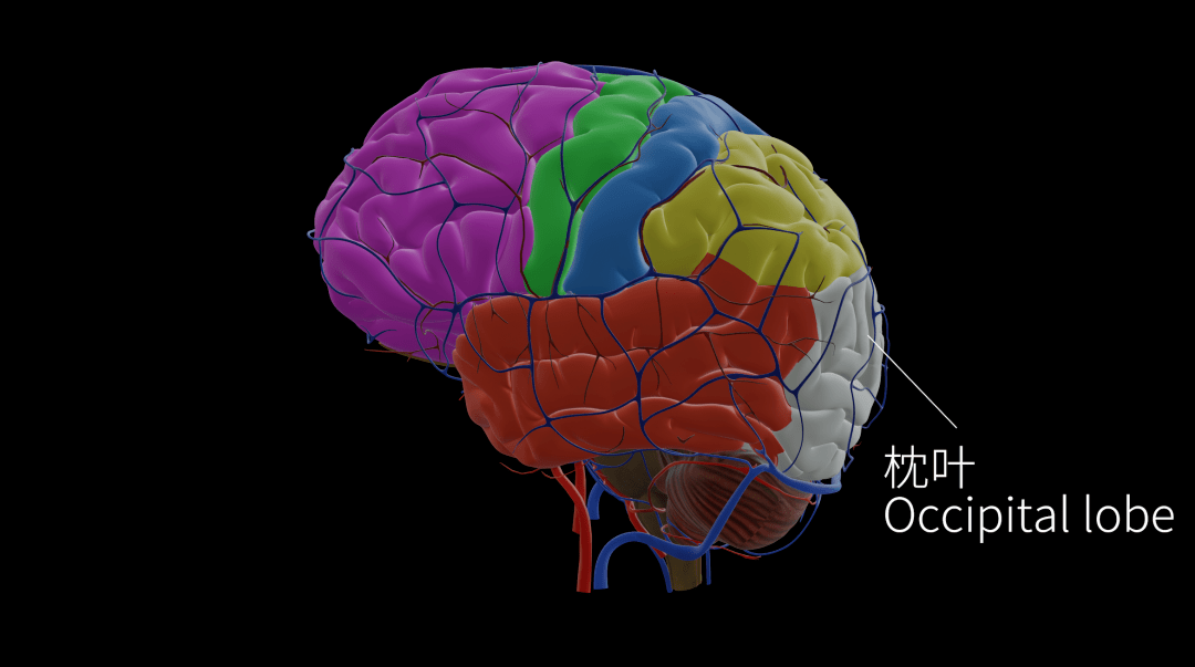 心理学专硕考点涉及的大脑皮层分区(额叶丨枕叶丨顶叶_语言_视觉_运动