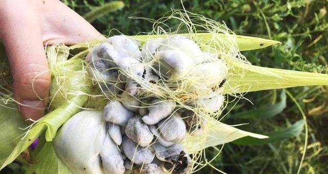 没有吃过的一道菜,"炒玉米灰包",涨知识了_会长_小时候_食用
