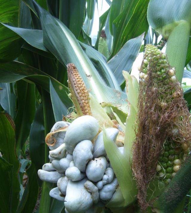 没有吃过的一道菜,"炒玉米灰包",涨知识了_会长_小时候_食用