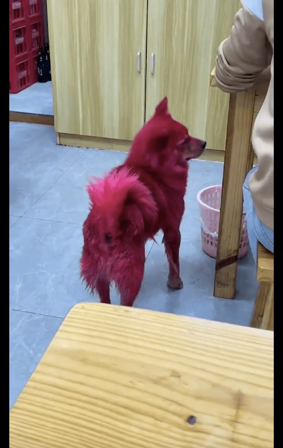 狗狗_都会_主人