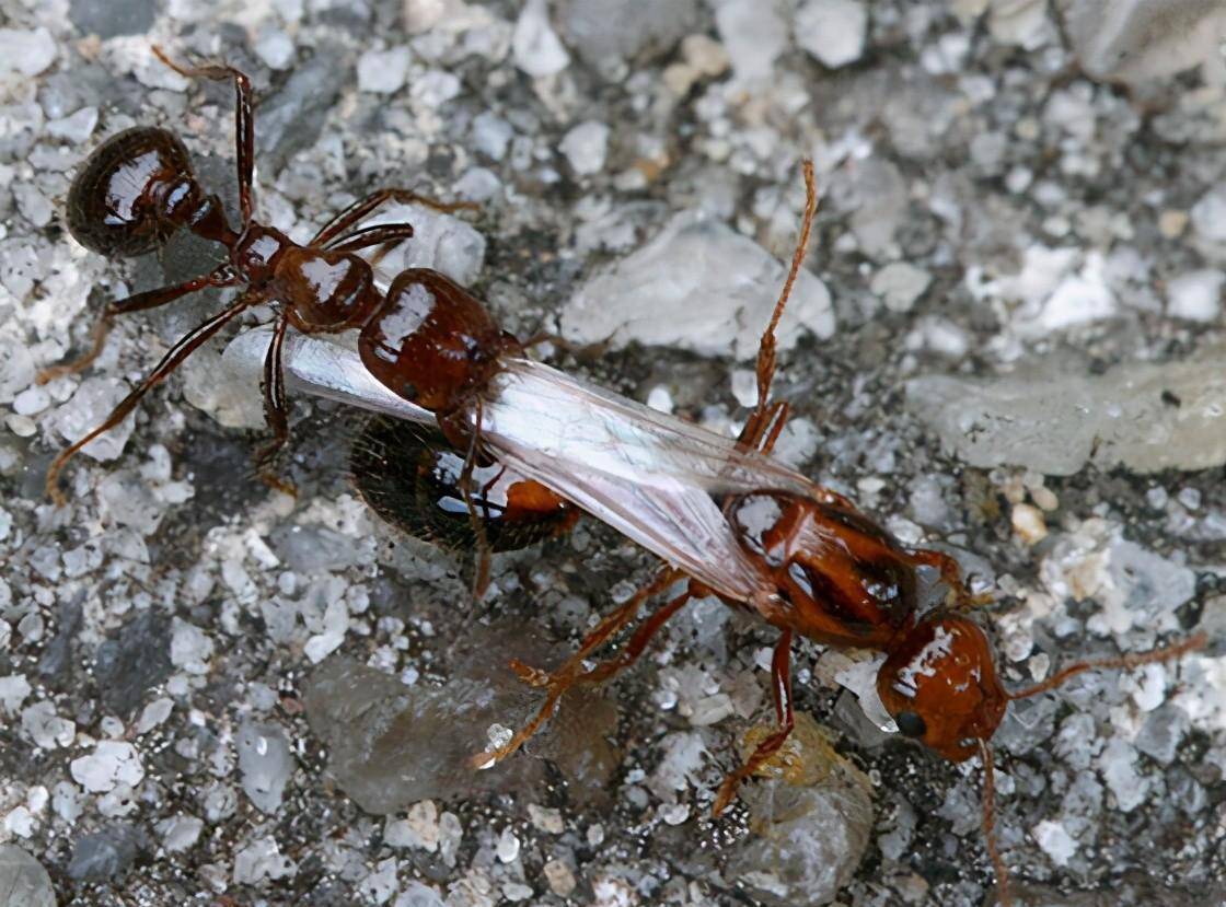 其它品种的蚂蚁都会在固定的季节进行婚飞,而红火蚁却是全年都在进行