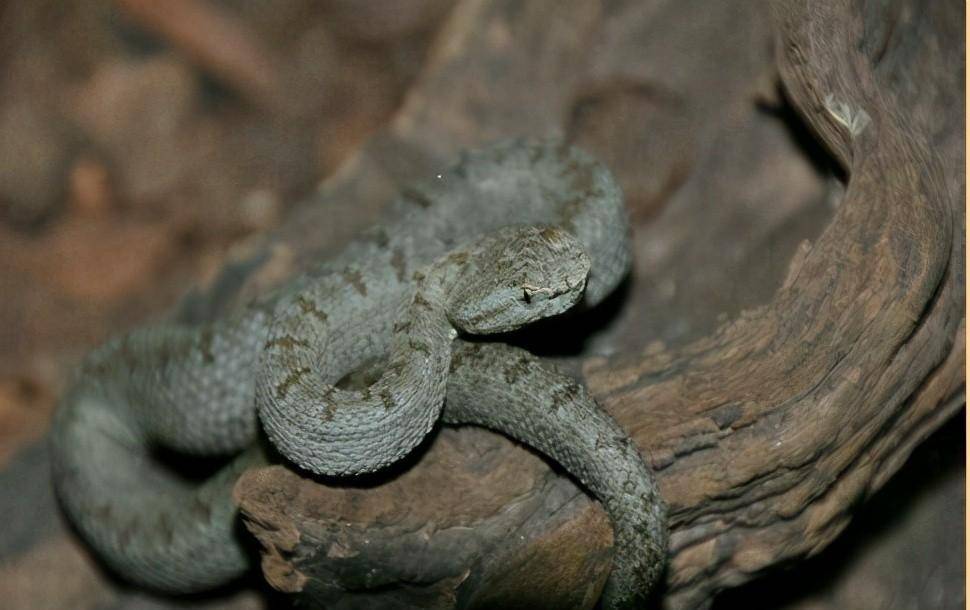 "三角头"不一定有毒,但这些"三角头"一定有毒-原矛头蝮属_烙铁头