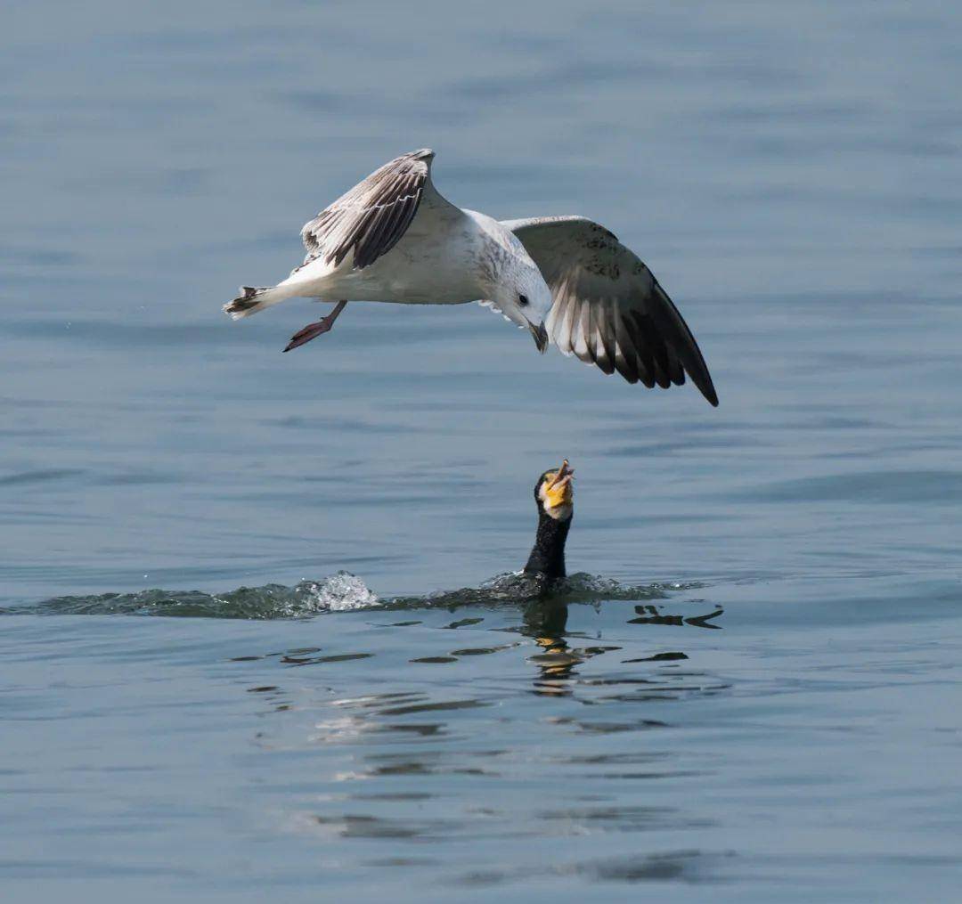 杭州西湖冬季水鸟图鉴-有些你可能连名字都叫不上来_摄影_杭州市_鸳鸯