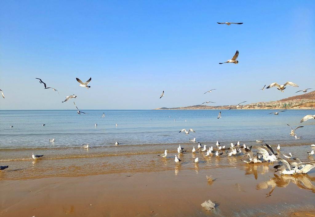 冬天来威海金海滩,海鸥一群一群太多了_时间_雷哥_视频