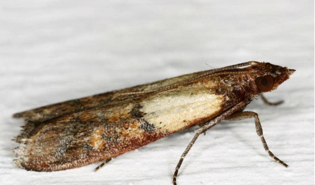 极端自私的生物!研究者发现一种"食人蛾",来看看它多可怕