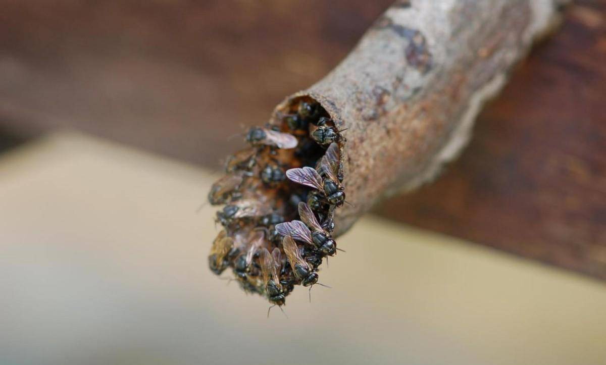 来看看要怎么饲养吧_生活_蜂胶_活动