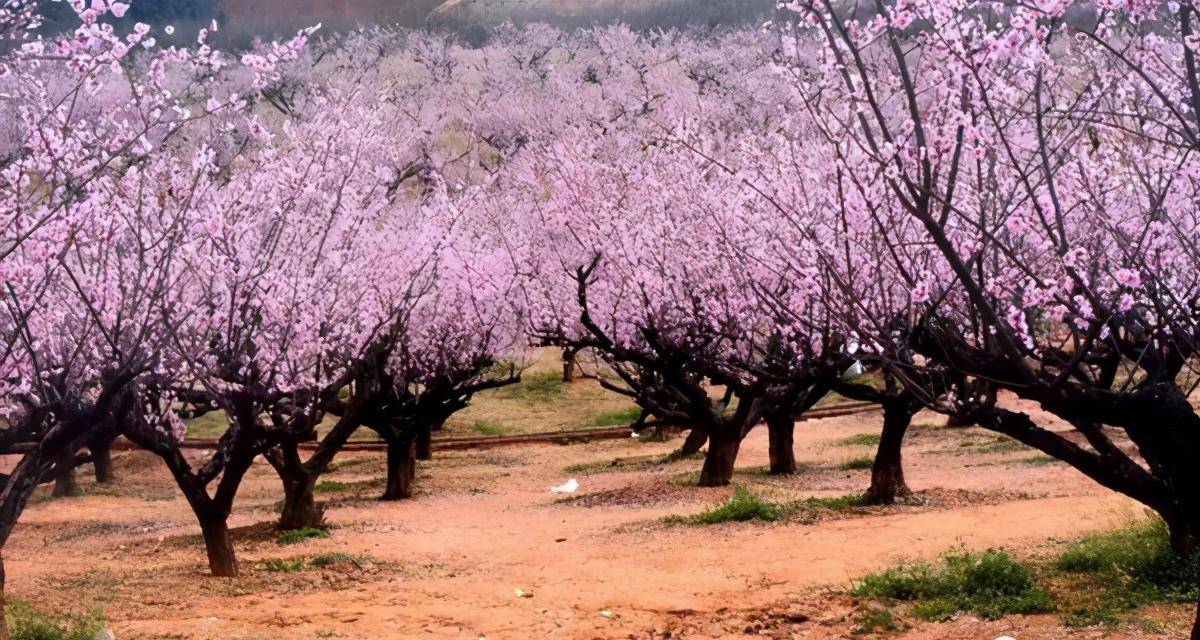 赣州梅花公园图片