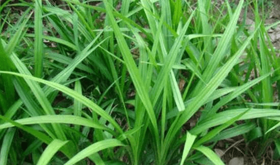 民间俗称"观音草",长得像兰花,殊不知是价值珍贵的