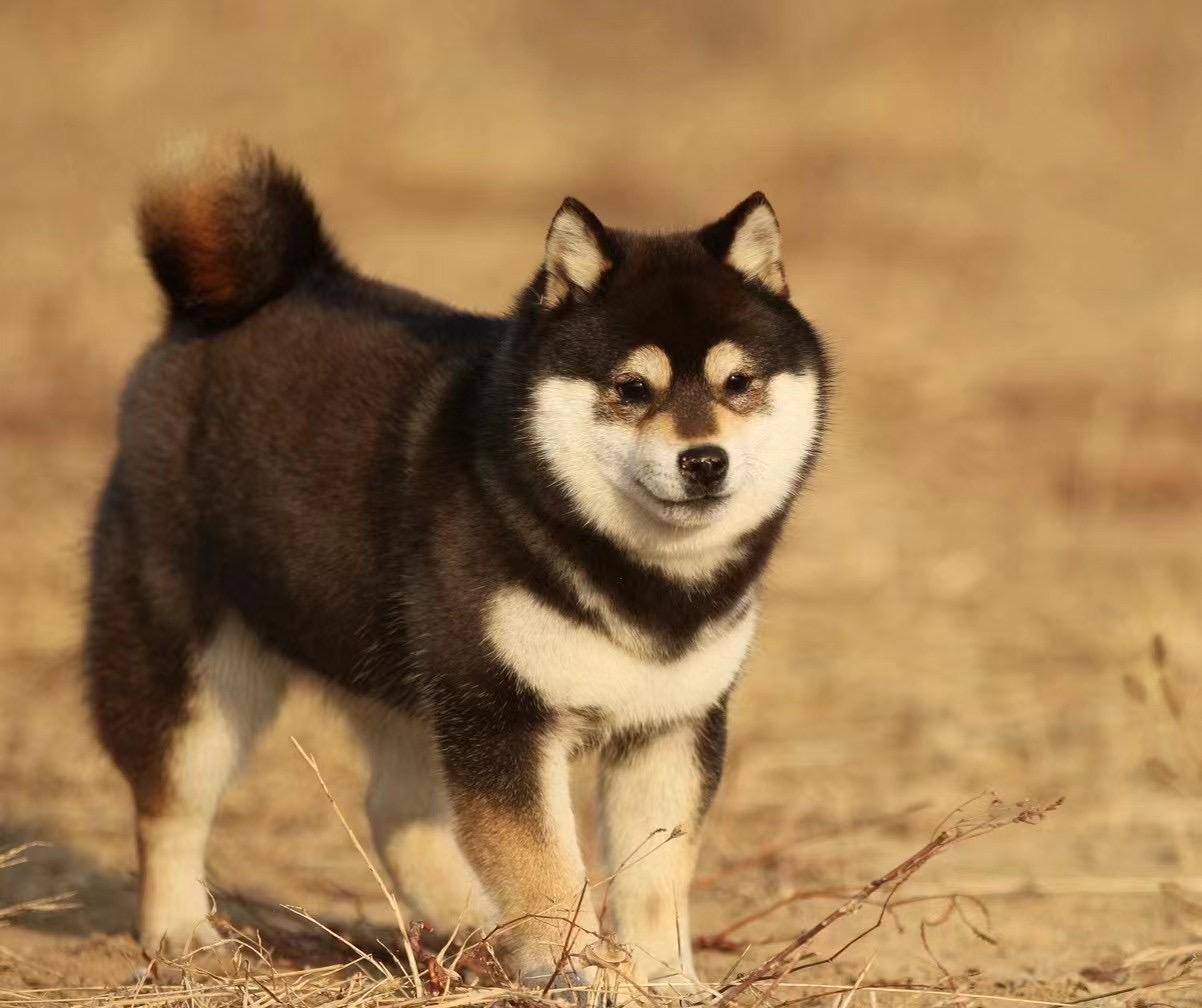 柴犬经常舔你一身口水,是单纯喜欢吗?_标记_狗狗_事情