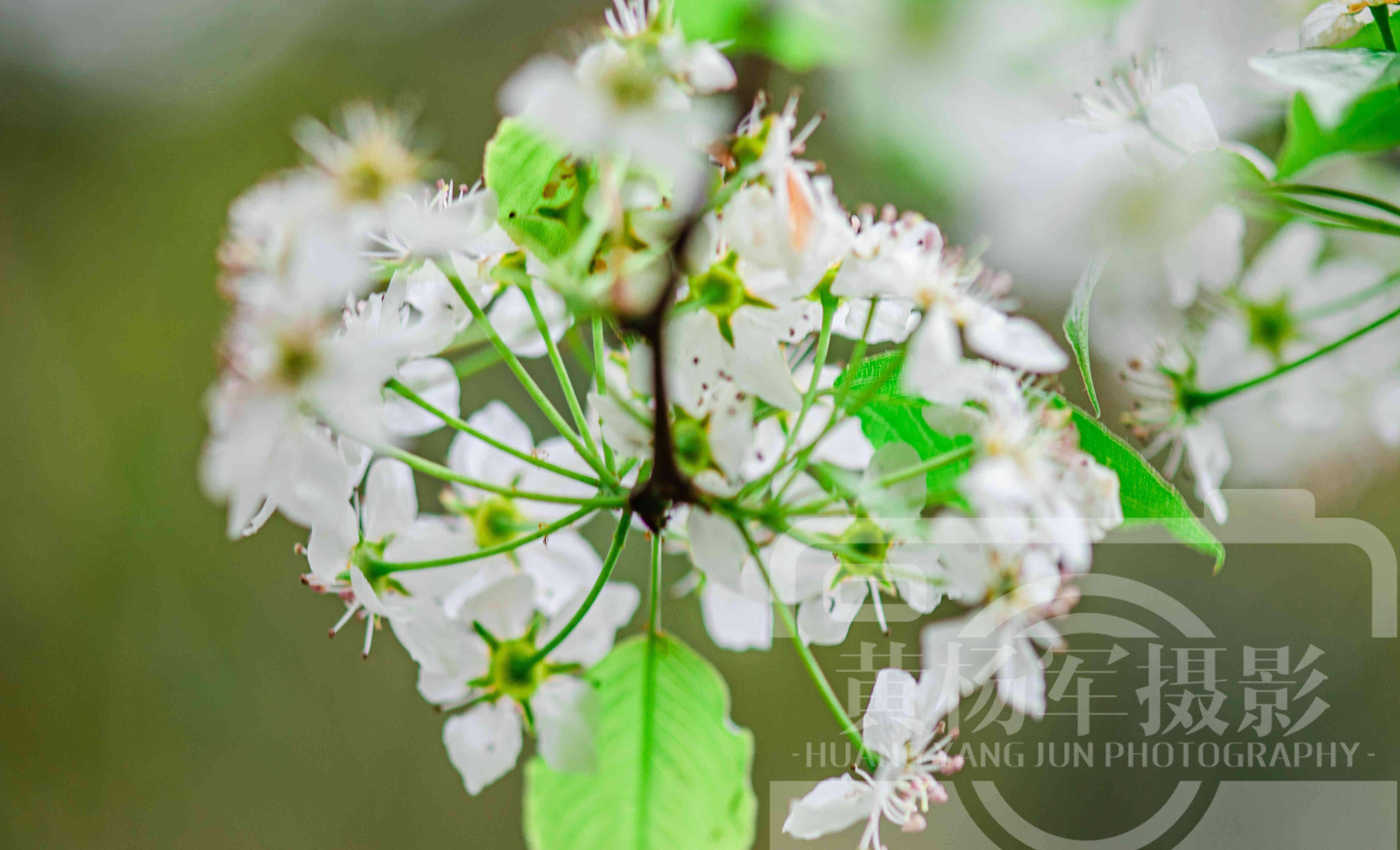 春有百花,不管是哪一种花都能让人很喜欢.