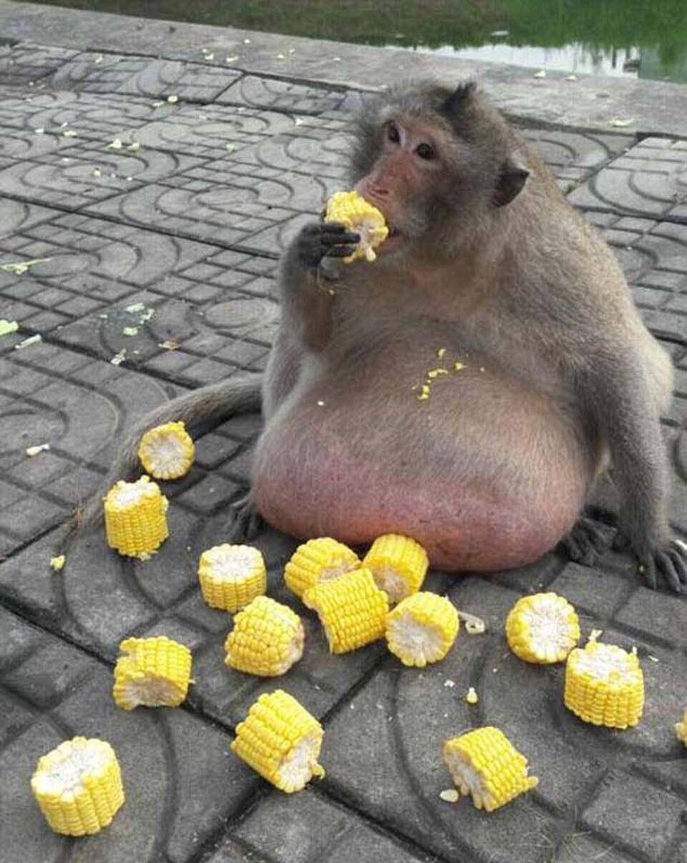 胖子的路,殊途同归 这只肥成气球的猴子,加入减肥大军啦_哥斯拉_菜