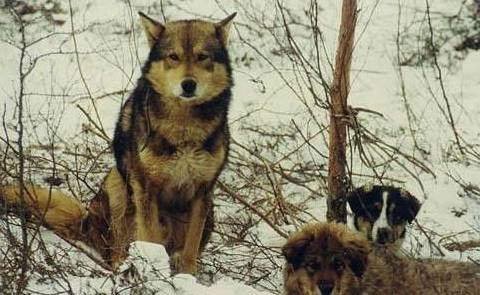 鄂倫春_獵犬_本土