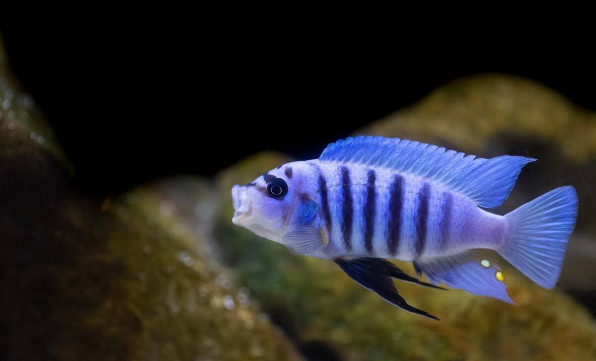 三湖慈鲷怎么养?做好4个方面就能养好它_鱼缸_养殖_控制