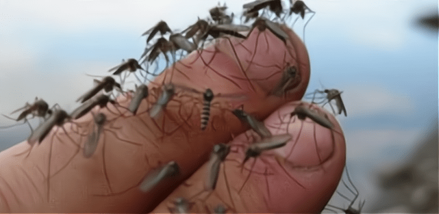 同样是被蚊子咬,一种出现大包一种出现小红点,哪种身体比较好_现象