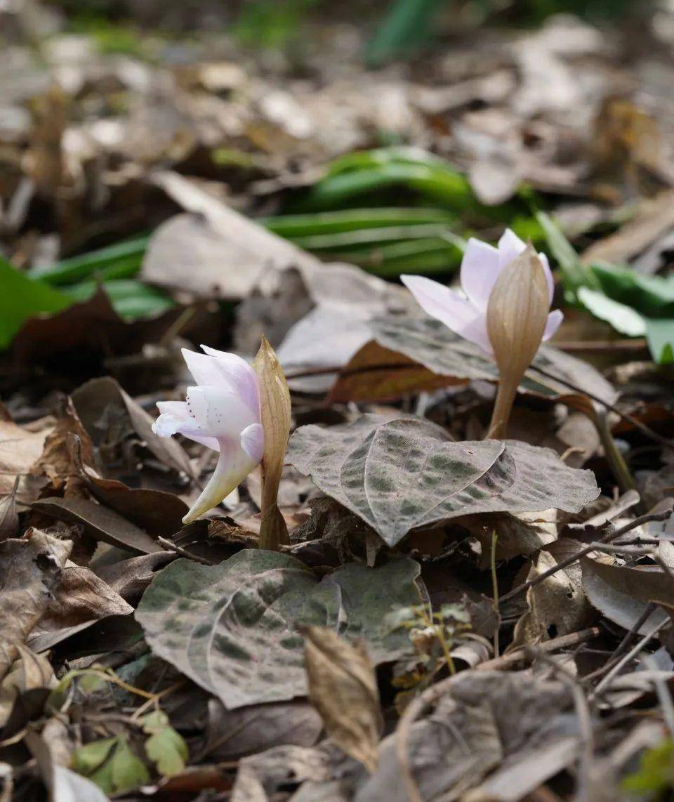 "植物熊猫"独花兰,明明有广泛的生存地,为什么会濒临灭绝?